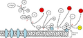 Alternative complement pathway