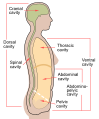 Scheme body cavities