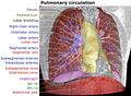 Thorax