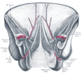 External iliac artery