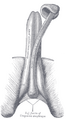 Anatomy of the penis