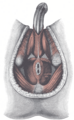 Thumbnail for version as of 17:28, 18 May 2026
