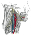 Hypoglossal nerve, cervical plexus, and their branches.