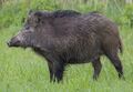 Suidae