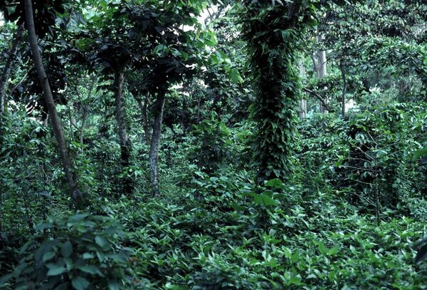 File:Shade grown coffee in Guatemala.jpg