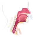 Voice prosthesis used after laryngectomy