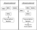 Diagram of the brassinosteroid signal cascade, a plant hormone signaling pathway.