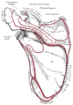 Teres minor muscle