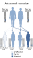 Microcephalic osteodysplastic primordial dwarfism type II