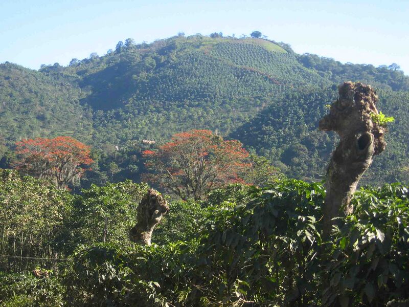 File:Coffee shadow trees costa rica.jpg