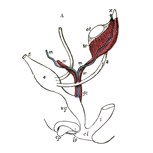 File:Gray1110-1.png