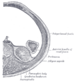 Gray's Anatomy Illustration of Kidney