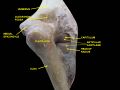 Elbow joint. Deep dissection. Posterior view.