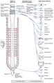 1503 Connections of the Parasympathetic Nervous System