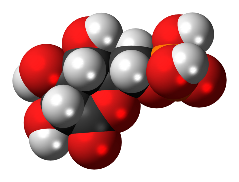 File:6-Phosphogluconolactone-3D-spacefill.png