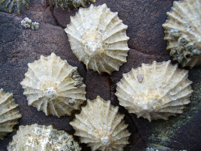File:Common limpets1.jpg