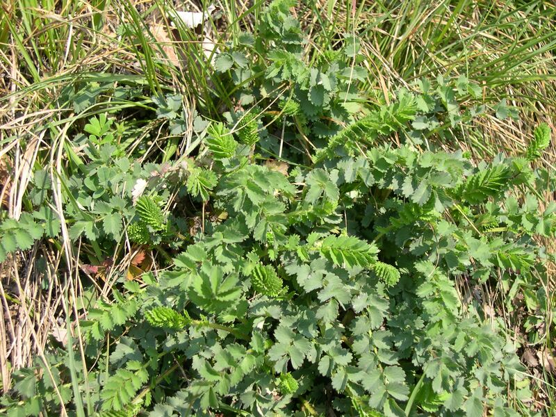 File:Sanguisorba minor.JPG