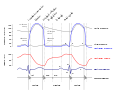 Wiggers diagram showing cardiac cycle