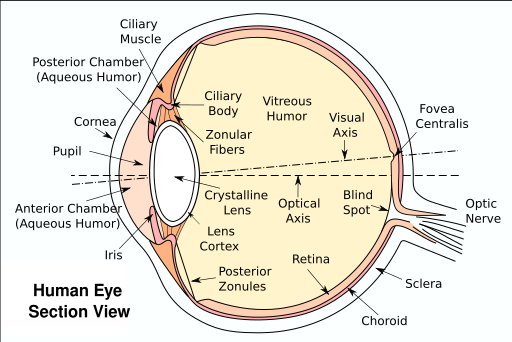 File:Eyesection.svg