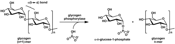 File:Glycogen phosphorylase stereo.png