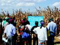 Bt corn in Africa