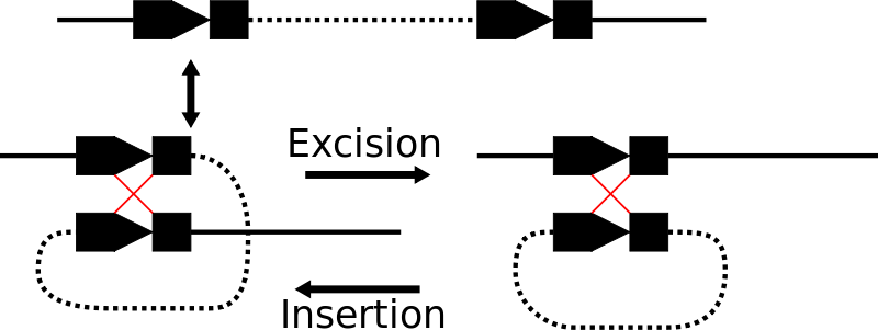 File:Cre-lox insertion excision.svg