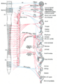 Sympathetic ganglia