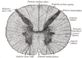 Gray's Anatomy illustration of the anterior white commissure