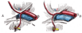 Obturator nerve