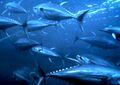 Yellowfin tuna nurp