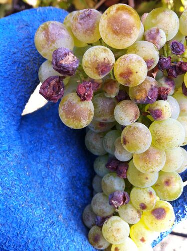 File:Damaged and sunburnt Chardonnay clusters.JPG