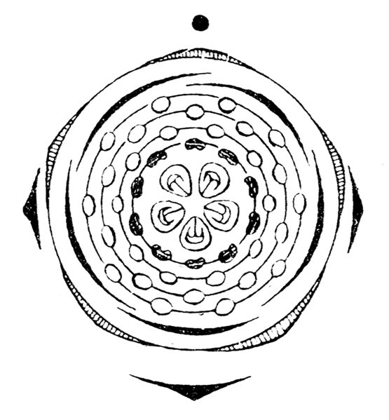 File:Spiraea hypericifolia flowerdiagram.png