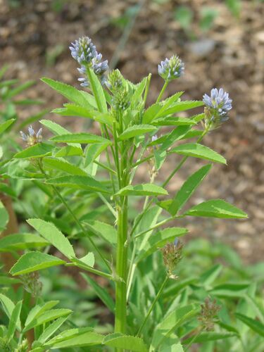 File:Trigonella caerulea.jpg