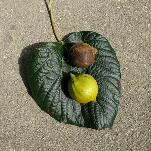 File:Tung Tree Leaf and Berries.jpg