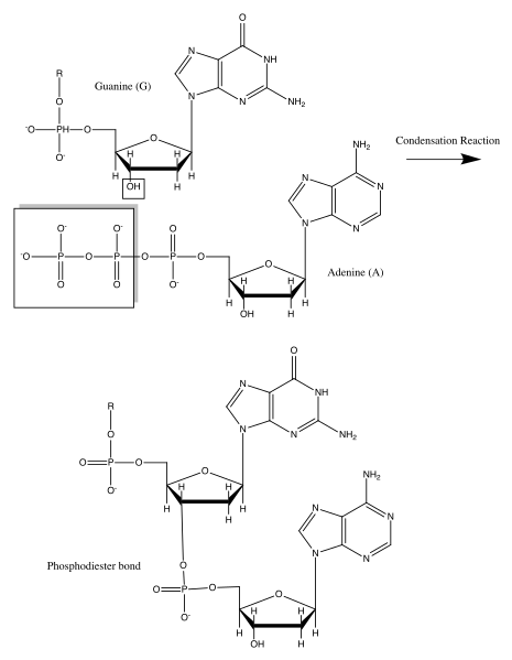 File:DNA condensation.svg