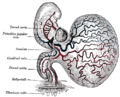 Gray's Anatomy illustration 459