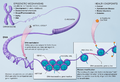 Behavioral epigenetics