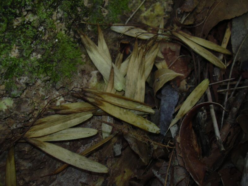 File:Starr 040601-0006 Fraxinus uhdei.jpg