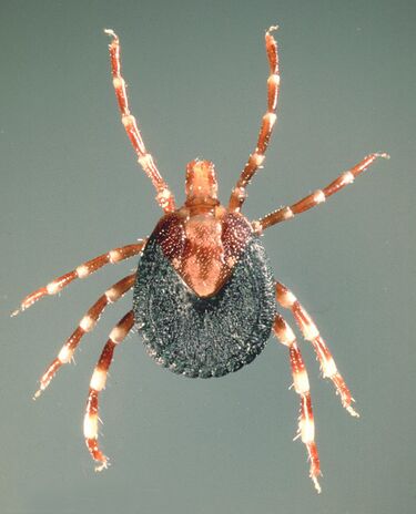 File:Amblyomma-variegatum-female.jpg
