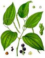 Piper nigrum illustration from Köhler's Medicinal Plants