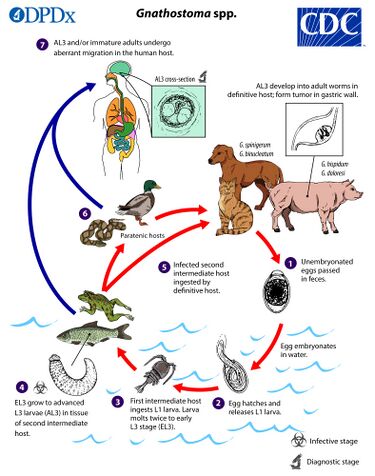 File:Gnathostoma LifeCycle lg.jpg