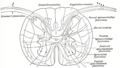 Thumbnail for version as of 17:28, 18 May 2026