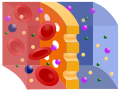 Semipermeable membrane (svg)