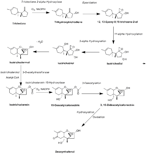 File:Vomitoxin.gif