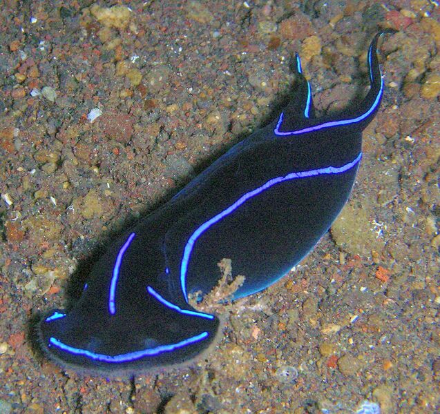 File:Chelidonura varians.jpg