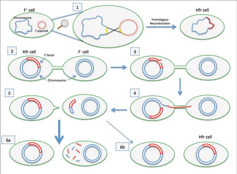 File:Hfr Recombination.png