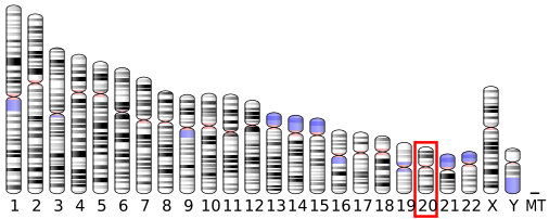 File:Ideogram human chromosome 20.svg