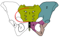 Iliopubic eminence